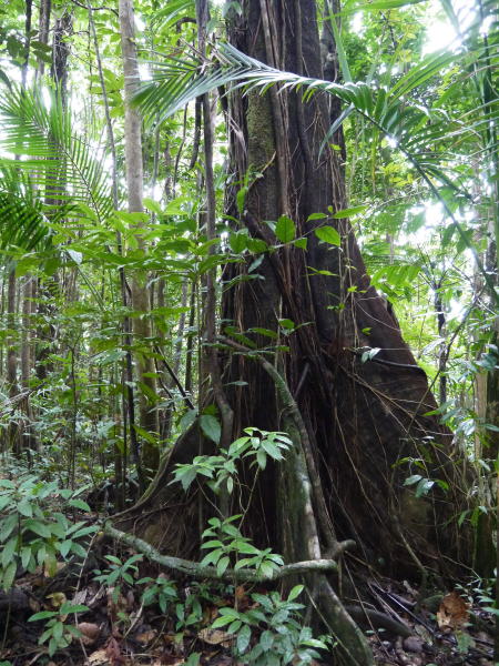 Dominica