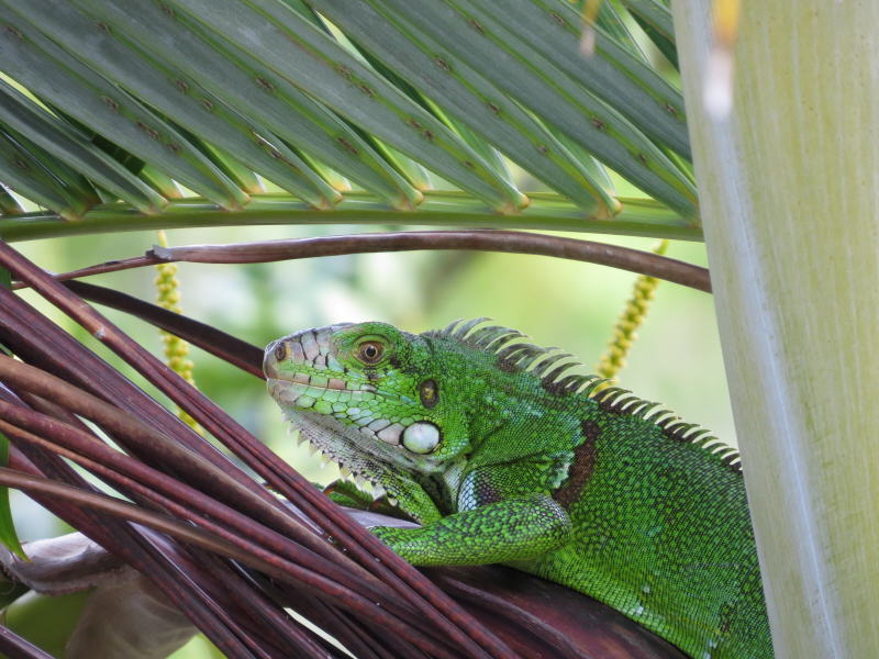 Guadeloupe