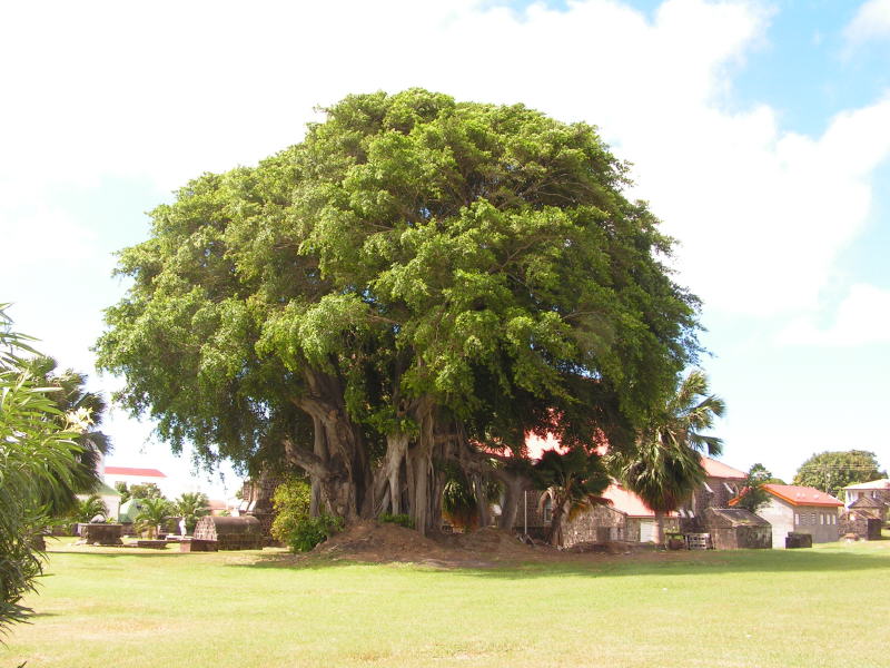 St. Kitts