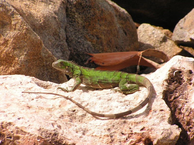 Pictures from Aruba