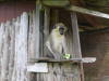Pictures from Barbados