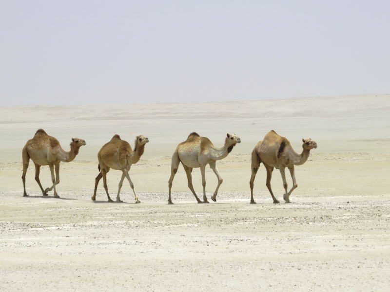 Fotos aus Abu Dhabi, 2015