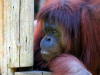 Orang Utans aus Borneo