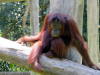 Orang Utans aus Borneo