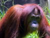 Orang Utans aus Borneo