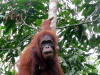 Orang Utans aus Borneo