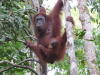 Orang Utans aus Borneo