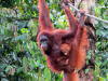 Orang Utans aus Borneo